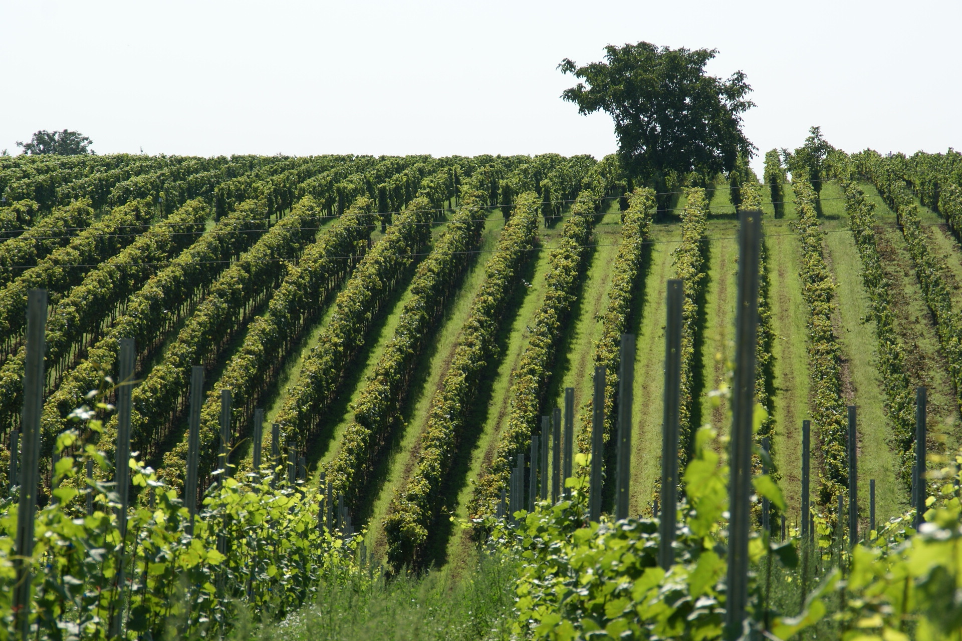Weinberge in Rhodt
